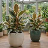 Variegated Rubber Plant Ficus Tineke, Indoor Houseplant, 12cm 1 Litre Pots