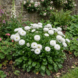 1 Bellis Habanera White English Daisy Plant, Outdoor Garden Ready, Spring & Autumn Bedding, 2Ltr Root-Ball