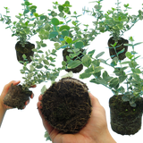 Euonymus Emerald Gaiety