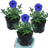 Set of 3 or 6 Phlox Blue Dark Eye Hardy Perennial Plants, Bee Friendly Summer Flowering, Outdoor Garden Ready, 1 Litre Root-Ball