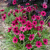Cosmos Cherry Chocolate