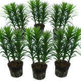 Mixed of 3 or 6 Large, Garden-Ready Lily Plants - Orange, Red & Yellow Flower Colours