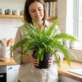 1 Boston Fern Plant (Nephrolepis Exaltata), Live Indoor Fern Houseplant, 2 Litre Root Ball