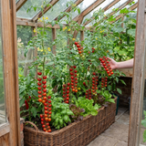 Set of 3 or 6 Tomato ‘Consuelo’ Plants, High Yield Sweet Cherry Tomato, Garden Ready Live Vegetable Seedlings, 1L Root Ball