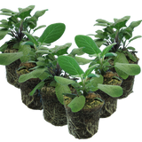 Set of 3 or 6 Large Herb Plants - Sage Grower’s Mix, Ready to Plant in Your Garden, 1L
