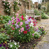 Set of 3 or 6 Large, Garden Ready Plants - Sweet Pea Little Sweetheart Mix, 10.5 cm