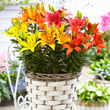 Mixed of 3 or 6 Large, Garden-Ready Lily Plants - Orange, Red & Yellow Flower Colours
