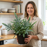 1 Phlebodium Aureum Blue Star Fern Houseplant, Pet Friendly Easy Care Indoor Plant, 17cm Root Ball
