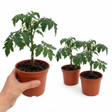 Set of 3 or 6 Grafted Previa Tomato Plants, Premium Disease Resistant High Yield Vegetable Plants, Ready to Plant, 1L Root Ball
