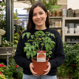 1 Shirley F1 Tomato Plant, Grow Your Own Tomatoes, Live Vegetable Plants for Sale, 2 Litre Root Ball
