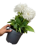 1 Large Plant - Dahlia Maggiore White, Ready to Plant in Your Garden, 3L Pot