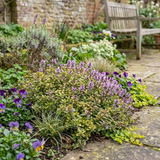 Set of 3 or 6 Thymus citriodorus ‘Doone Valley’ Thyme Herb Plants, Hardy Perennial Culinary Herb, Outdoor Garden Ready, 1 Litre Root-Ball