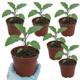 Set of 3 or 6 Large Plants - Grow Your Own Aubergine Galine, Outdoor Garden Ready