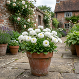 1 Bellis Habanera White English Daisy Plant, Outdoor Garden Ready, Spring & Autumn Bedding, 2Ltr Root-Ball