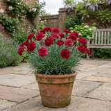1 Carnation Capitan Cook Dianthus Plant, Fragrant Summer Flowering Hardy Perennial, 2Ltr Root Ball