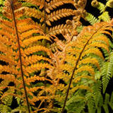 1 Large Plant - Dryopteris Jurassic Gold Fern, Ready to Plant in Your Garden, 3L