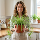 3 Easy Care Houseplants Collection - Spider Plant, ZZ Plant & Dracaena Marginata, 1 Litre Root Ball