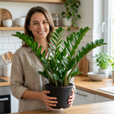 1 Zamioculcas Zamifolia ZZ Plant, Low Maintenance Indoor Houseplant, 5 Litre Root Ball