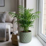 1 Parlour Palm Chamaedorea Elegans, Pet Safe Low Light Indoor Houseplant, Live, 17cm Root Ball