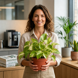Variegated Pothos Epipremnum Aureum, Easy Care Indoor Houseplant, 12cm 1 Litre Pots