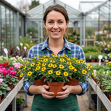 Set of 3 or 6 Large Plants - Sanvitalia Santiago Bright Yellow, Outdoor Garden Ready