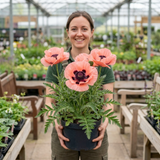1 Oriental Papaver Paradiso Hardy Perennial Poppy Plant, Outdoor Garden Ready, 3 Litre Root-Ball