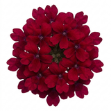 Set of 3 or 6 Lobelia Starship Burgundy Upright Hardy Perennial Plants, Outdoor Garden Ready, 1 Litre Root Ball