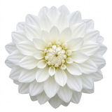 1 Dahlia Maggiore White Live Plant, Summer Flowering Outdoor Garden Ready, 3 Litre Root Ball