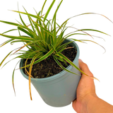 Carex Everglow