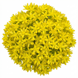 Set of 3 or 6 Sedum Oreganum Stonecrop Plants, Hardy Perennial, Bee Friendly Ground Cover, Outdoor Garden Ready, 1 Litre / 11cm Root-Ball