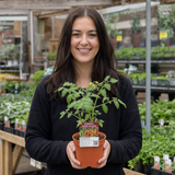 1 Sweet Million Cherry Tomato Plant, Prolific High Yield Vine, Outdoor Garden Ready, 2 Litre Root-Ball