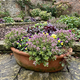 Set of 3 or 6 Thymus citriodorus ‘Doone Valley’ Thyme Herb Plants, Hardy Perennial Culinary Herb, Outdoor Garden Ready, 1 Litre Root-Ball