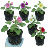 Set of 3 or 6 Hollyhock Growers Mix Hardy Cottage Garden Perennial Plants, Bee Friendly, Outdoor Garden Ready, 1 Litre Root-Ball