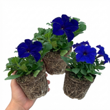 Set of 3 of 6 Large Plants - Petunia Express Blue, Outdoor Garden Ready