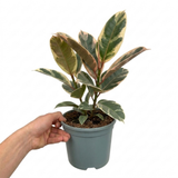 1 Ficus Elastica Tineke Rubber Tree Plant, Live Indoor Houseplant, Easy Care, 17cm Root Ball