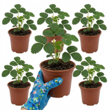 Set of 3 or 6 Large Plants - Strawberry Loran Variety, Outdoor Garden Ready, 1L