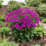 1 Senetti Magenta Pericallis Daisy Plant, Summer Flowering, Outdoor Garden Ready, 6.5 Litre Root-Ball