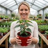 Set of 3 or 6 Large Chilli Pepper Plants - Habanero Chocolate, Ready to Plant in Your Garden