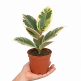 Variegated Rubber Plant Ficus Tineke, Indoor Houseplant, 12cm 1 Litre Pots