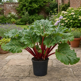 1 Rhubarb Victoria Plant, Hardy Perennial, Grow Your Own Fruit, Garden Ready, 17cm Root Ball