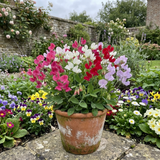 Set of 3 or 6 Large, Garden Ready Plants - Sweet Pea Little Sweetheart Mix, 10.5 cm