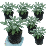 Set of 3 or 6 Salvia officinalis ‘Berggarten’ Sage Herb Plants, Hardy Perennial Culinary Herb, Outdoor Garden Ready, 1 Litre Root-Ball