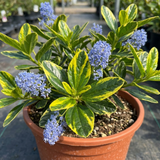 1 Ceanothus Thyrsiflorus Zanzibar California Lilac Plant, Hardy Evergreen Blue Flowering Shrub, 3L Root-Ball