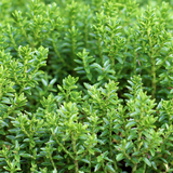 Hebe Little Leaves Green