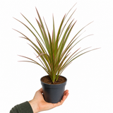 Variegated Dragon Tree Dracaena Marginata, 12cm & 1 Litre Pots