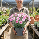 1 Cottage Pinks Dianthus Candy Floss Plant, Summer Flowering Perennial, 17cm Root Ball