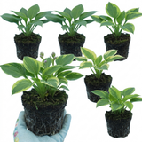 Set of 3 or 6 Large Hosta Growers' Mix Plants, Outdoor Garden Ready Hardy Shade Perennials, 1 Litre Root Ball