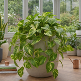 Variegated Pothos Epipremnum Aureum, Easy Care Indoor Houseplant, 12cm 1 Litre Pots