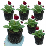 Set of 3 or 6 Garden Ready Plants – Calceolaria Calynopsis ‘Ruby’, Ready to Plant