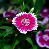 Dianthus Violet Picotee